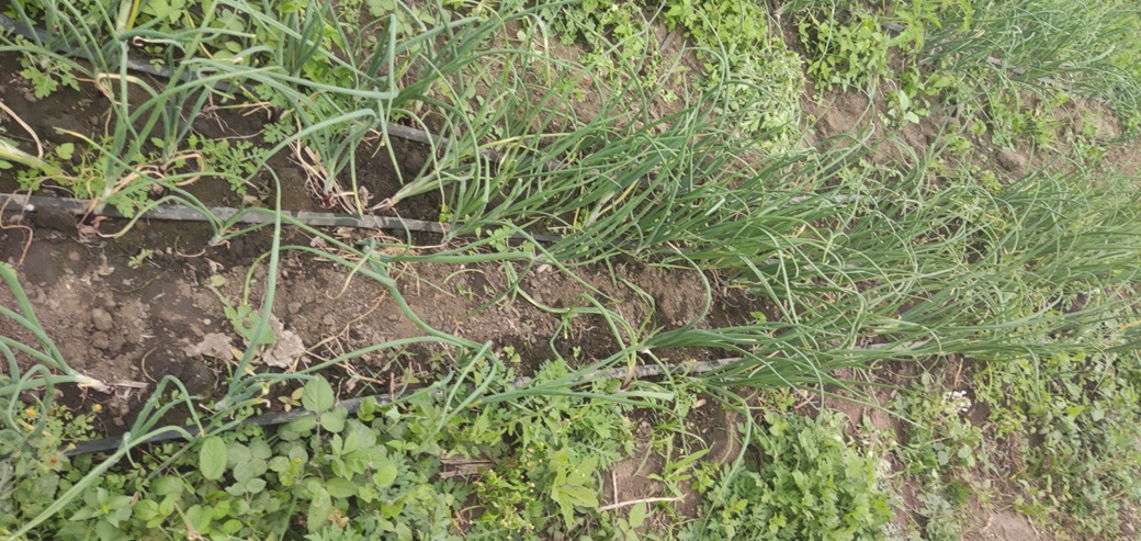 Sustainable Development & Climate Action